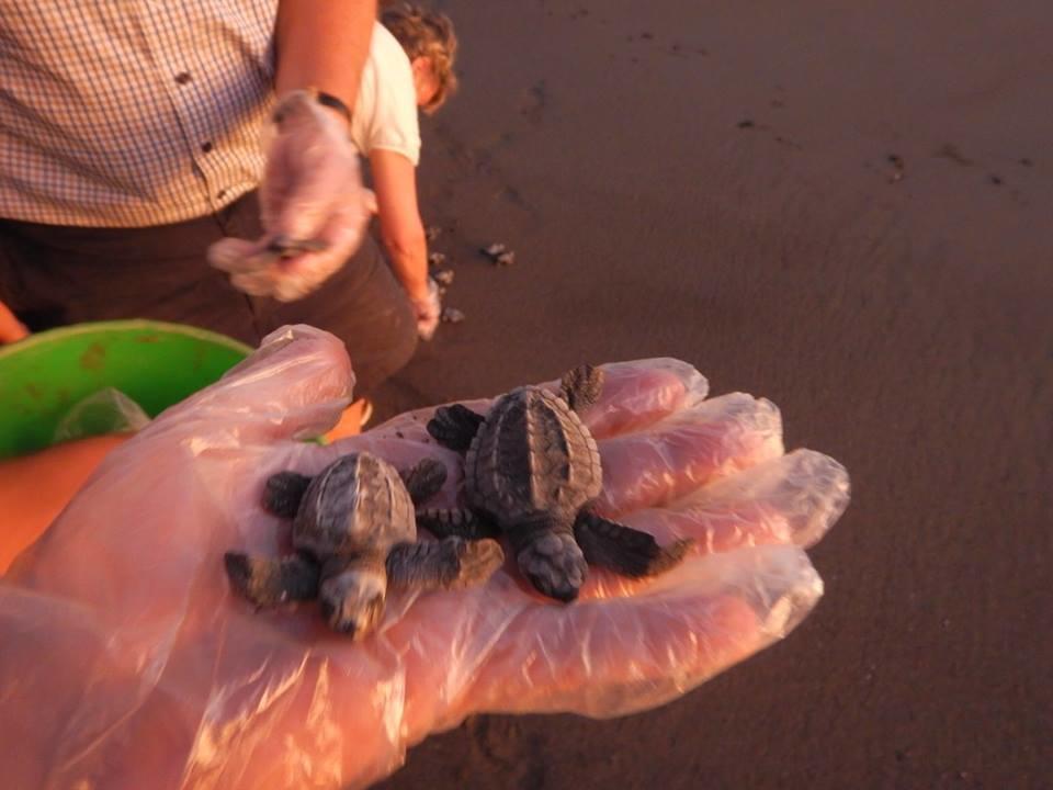 Apartmán Plumita Pacifica Playa Junquillal Exteriér fotografie