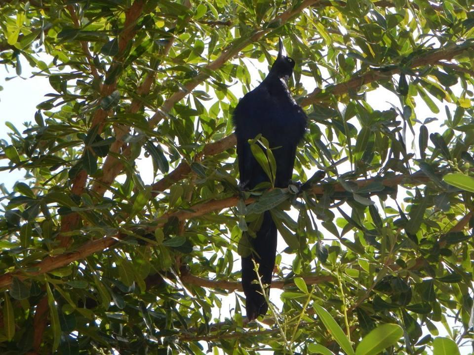 Apartmán Plumita Pacifica Playa Junquillal Exteriér fotografie