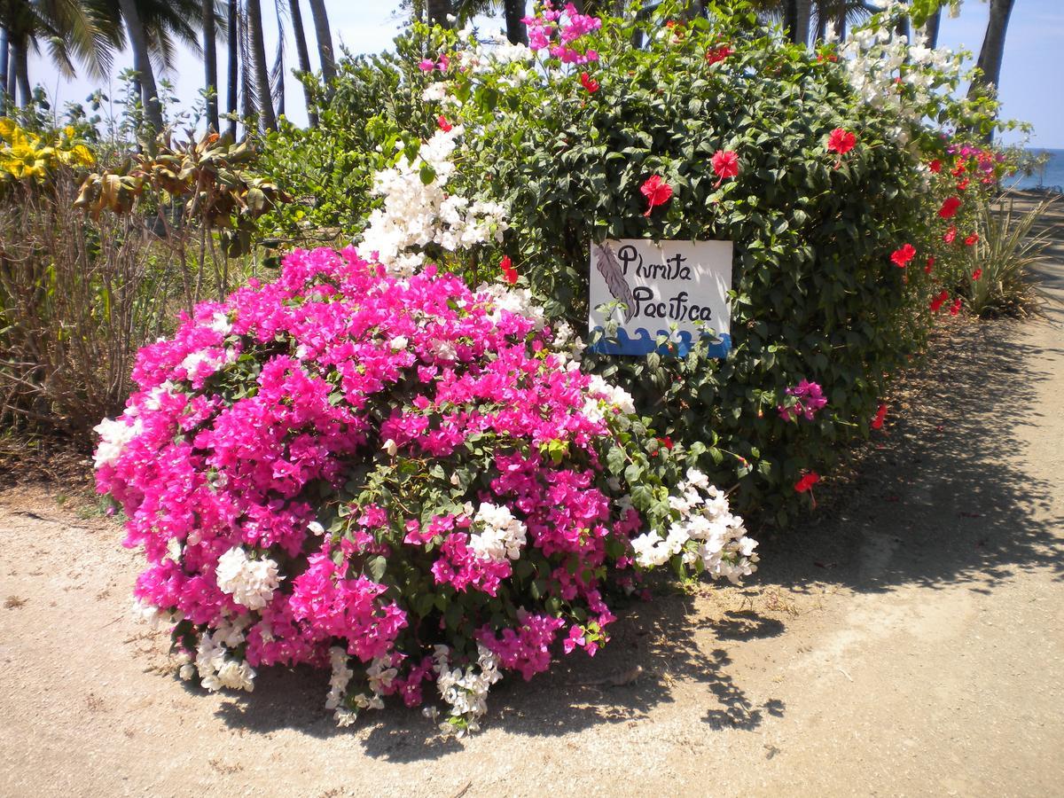 Apartmán Plumita Pacifica Playa Junquillal Exteriér fotografie