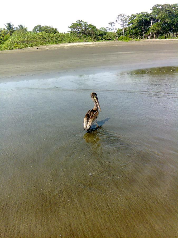 Apartmán Plumita Pacifica Playa Junquillal Exteriér fotografie